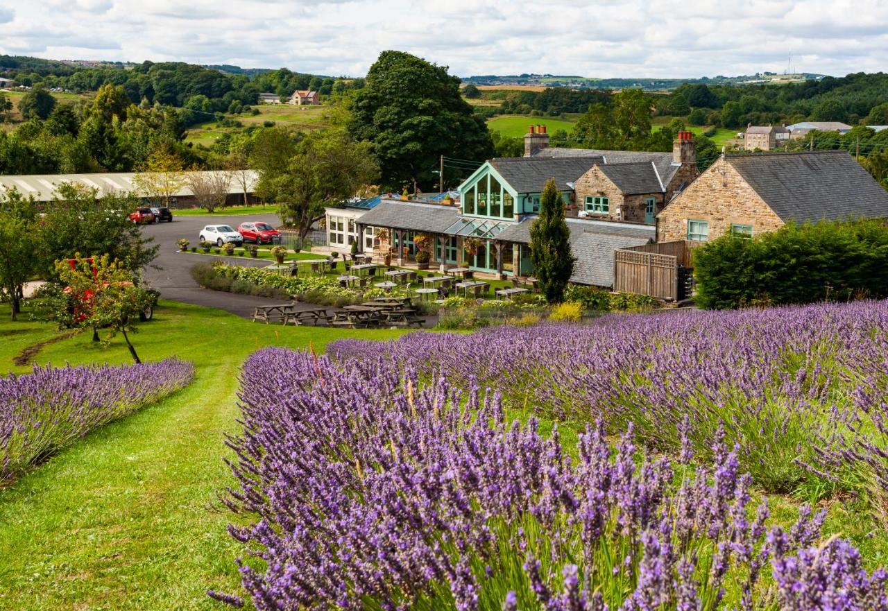 Black Horse Beamish สแตนลีย์ ภายนอก รูปภาพ